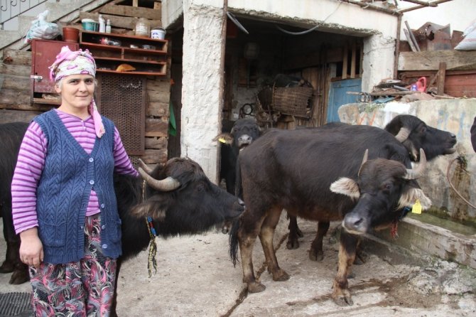 Giresun Ekonomisine Manda Desteği