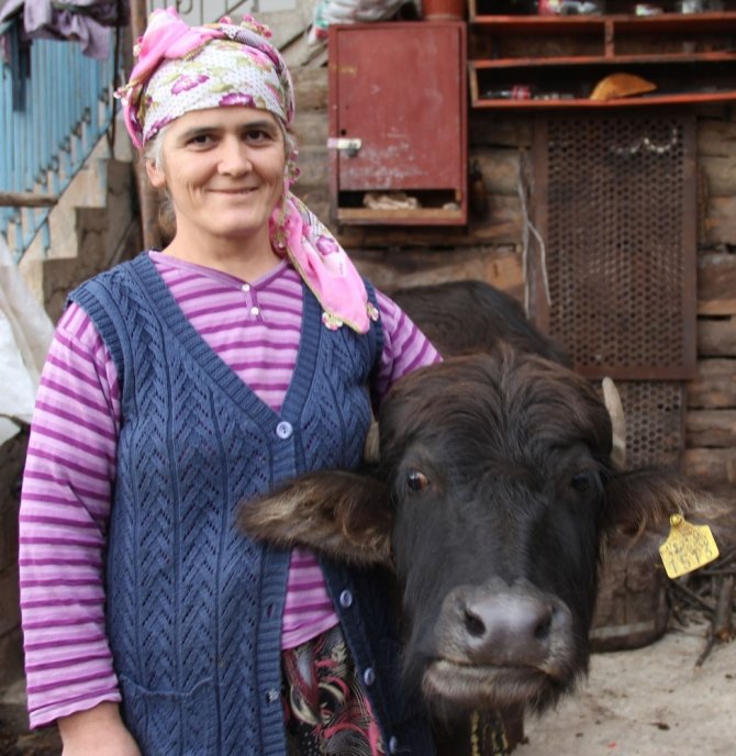 Giresun Ekonomisine Manda Desteği