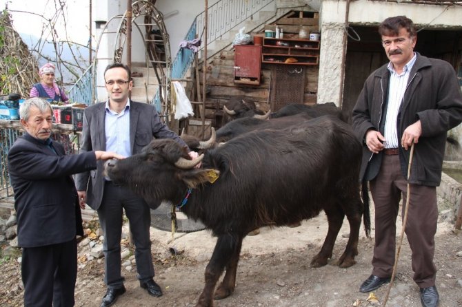 Giresun Ekonomisine Manda Desteği