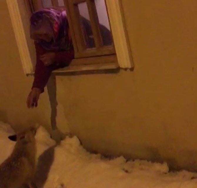 Aç Kalan Yavru Tilkileri Elleriyle Besledi