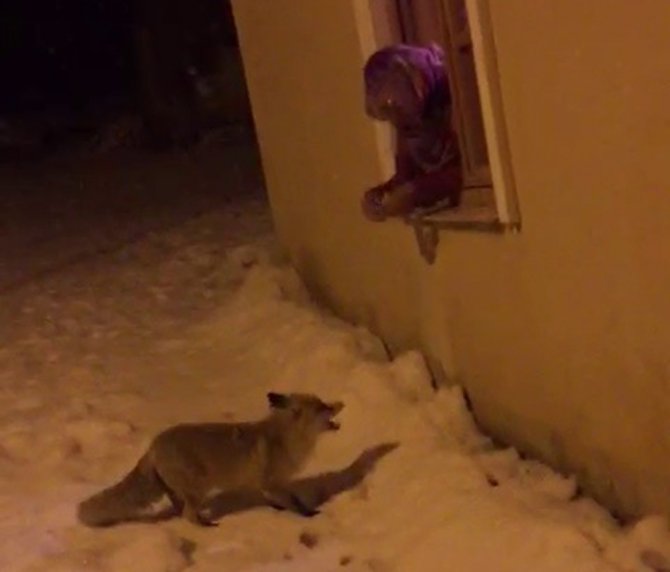 Aç Kalan Yavru Tilkileri Elleriyle Besledi