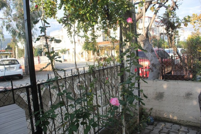 Kış Günü Yediveren, Yasemen Şaşkınlığı