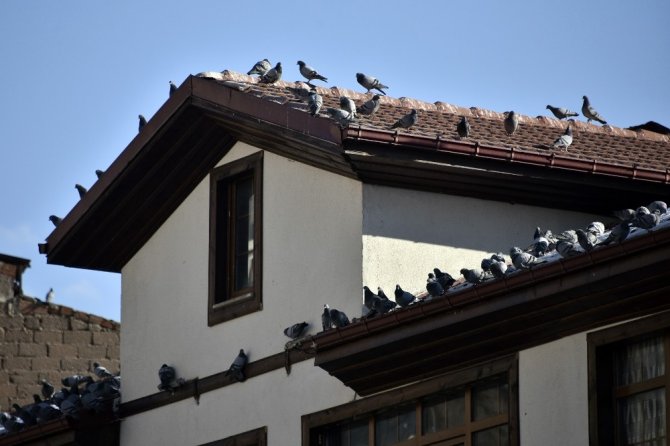 Gümüşhane’de Sokak Hayvanları Kısıtlamada Aç Kalmayacak