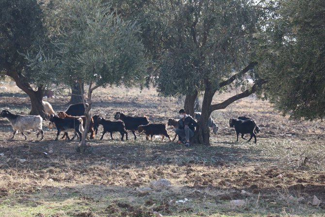Sokağa Çıkma Kısıtlamalarında Çobanlık Yapıyor