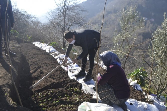 Trabzon’da İlk Kez Dikimi Yapıldı