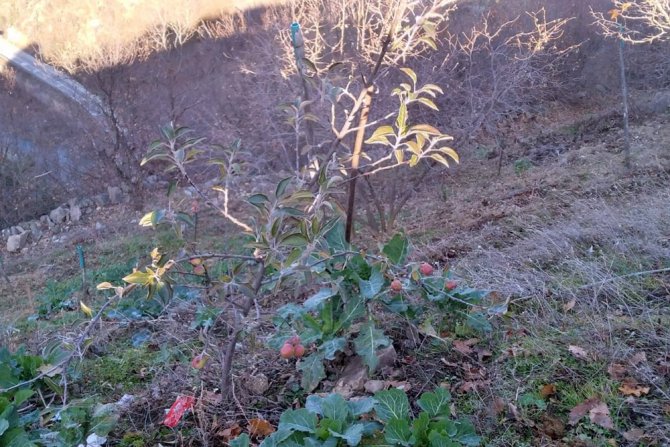 Kış Ortasında Meyve Veren Elma Şaşırttı