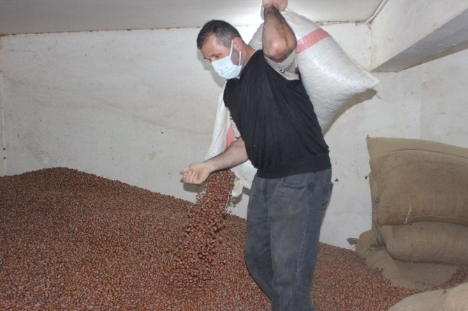 Giresun’da Serbest Piyasada Fındık Fiyatları 23 Lira 50 Kuruş Civarında Seyrediyor