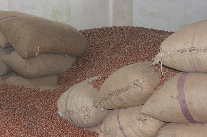 Giresun’da Serbest Piyasada Fındık Fiyatları 23 Lira 50 Kuruş Civarında Seyrediyor