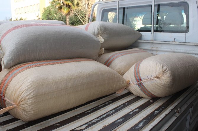 Giresun’da Serbest Piyasada Fındık Fiyatları 23 Lira 50 Kuruş Civarında Seyrediyor