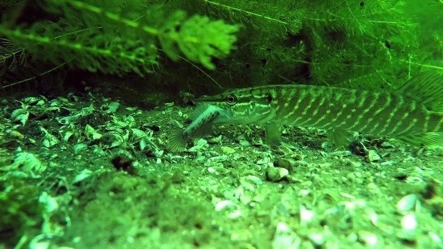 Sapanca Gölünün Dibini İlk Kez Böyle Göreceksiniz