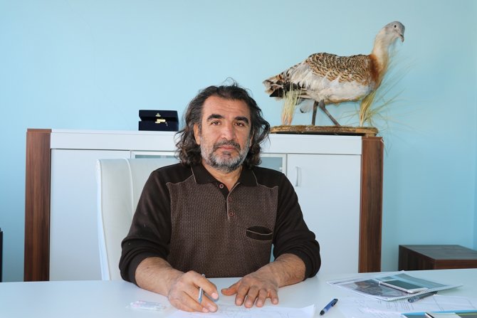 Kırmızı Listedeki Yaralı Yakalı Toy Kuşu Tedavi Altına Alındı