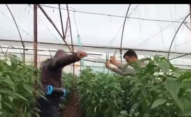 Yeşil Biber Fiyatındaki Artış Üreticiye Çiftetelli Oynattı