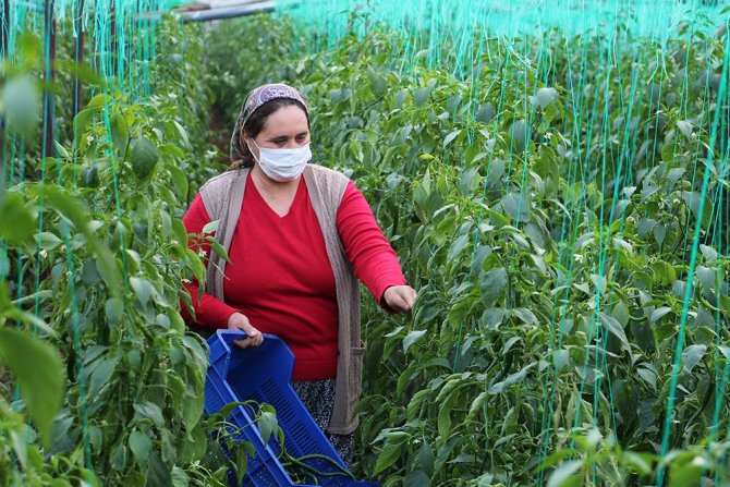 Yeşil Biber Fiyatındaki Artış Üreticiye Çiftetelli Oynattı