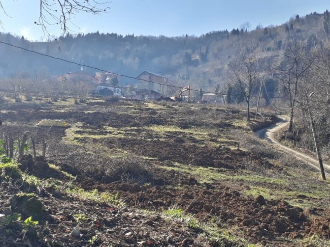 Turunçgil Uzun Antenli Böceği Trabzon’da Tarım Arazilerini Tehdit Etmeye Devam Ediyor