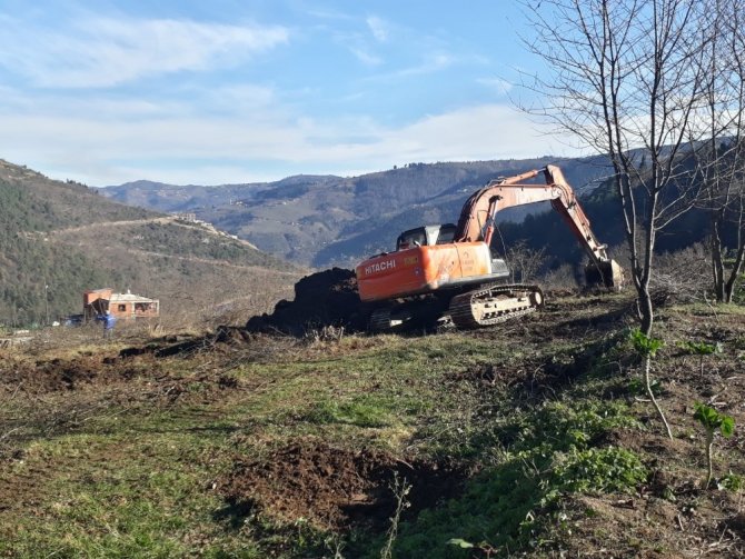 Turunçgil Uzun Antenli Böceği Trabzon’da Tarım Arazilerini Tehdit Etmeye Devam Ediyor