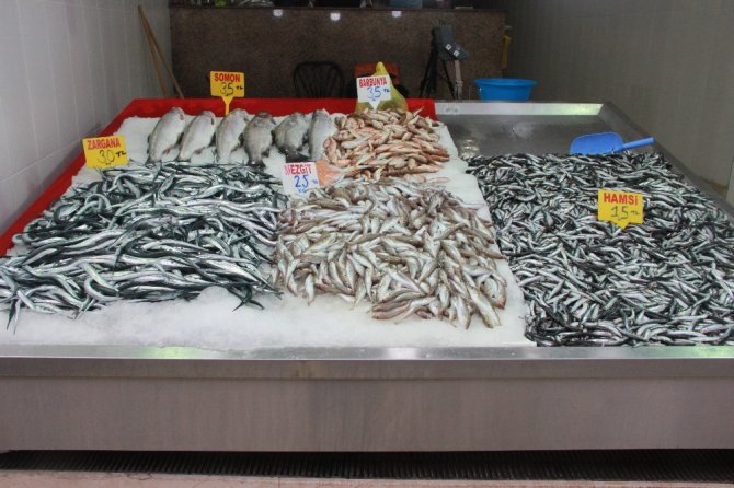 Hamsi Yasağına ’Buzhane’ Çözümü