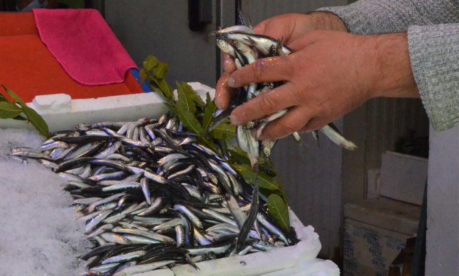 Yasak Öncesi Son Hamsiler Tezgahlarda