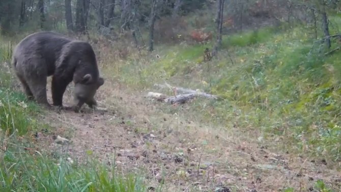 Fotokapana Takılan Belgesellik Görüntüler