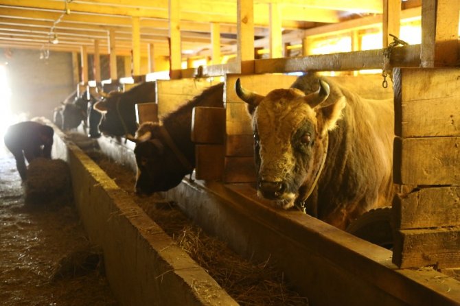 Artvin’de 200 Yıllık Gelenek Yok Olma Tehlikesiyle Karşı Karşıya