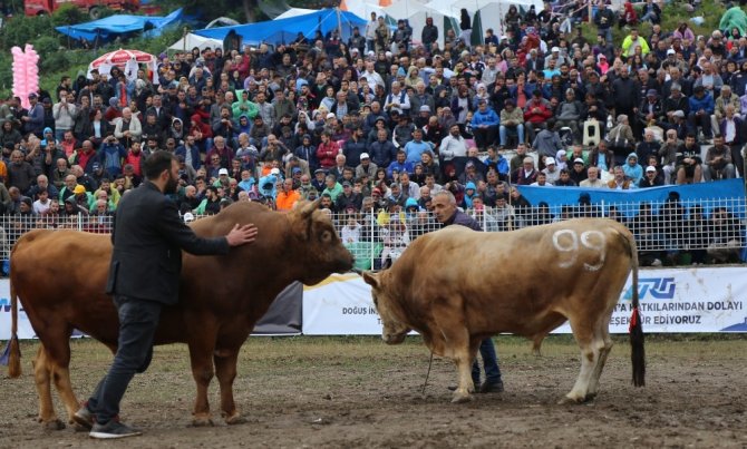 Artvin Valisi Yılmaz Doruk’tan Boğacıların Taleplerine Cevap Geldi