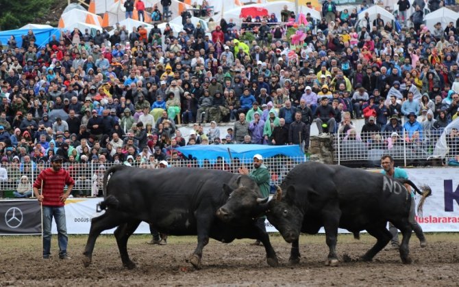 Artvin Valisi Yılmaz Doruk’tan Boğacıların Taleplerine Cevap Geldi