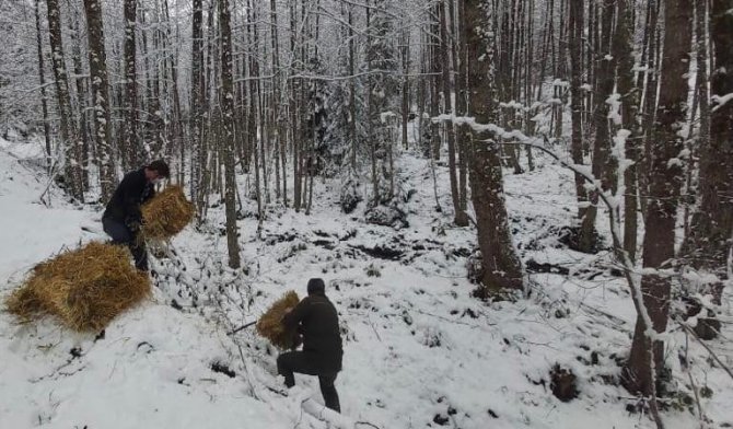 Artvin’de Çetin Kış Şartları Nedeniyle Yaban Hayvanları İçin Doğaya Yem Bırakıldı