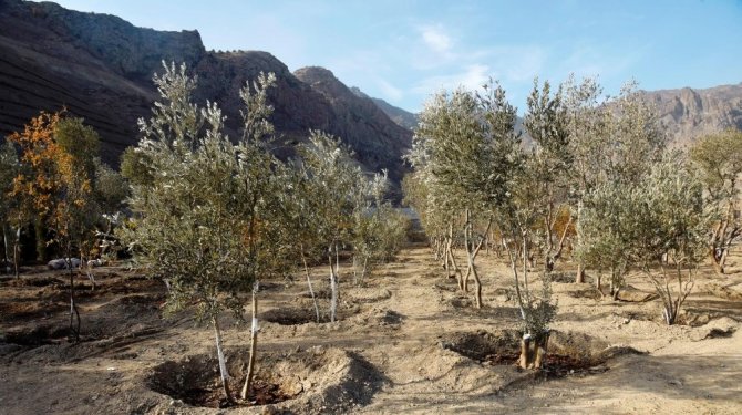 Türkiye’nin En Fazla Ağaç Taşıma İşlemi Yusufeli Yeni Yerleşim Yerinde Gerçekleşti