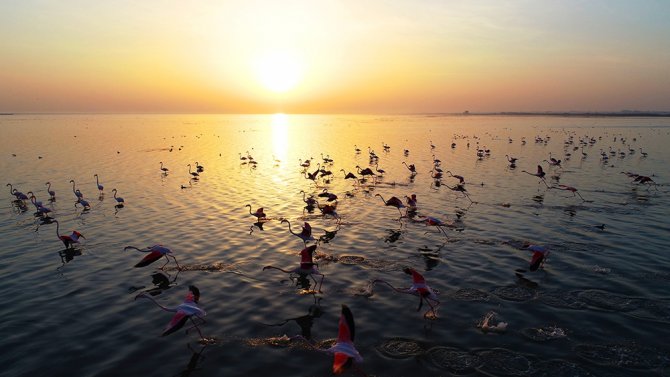Doğa Harikası Lagün, Hem Flamingoları Hem De Fotoğrafseverleri Ağırlıyor