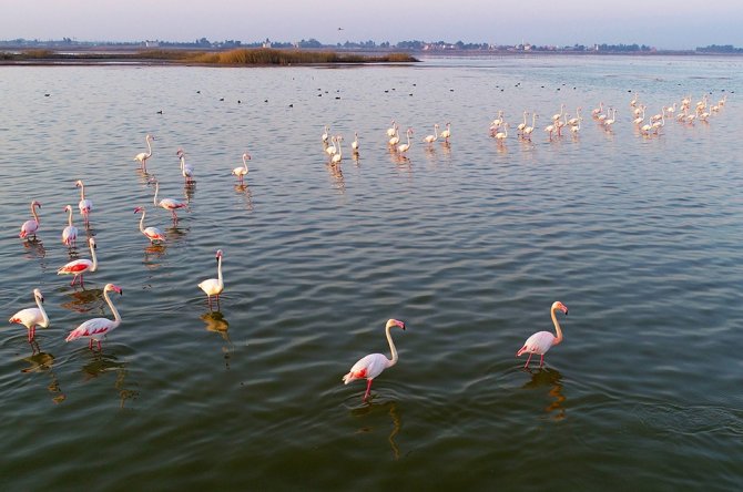 Doğa Harikası Lagün, Hem Flamingoları Hem De Fotoğrafseverleri Ağırlıyor