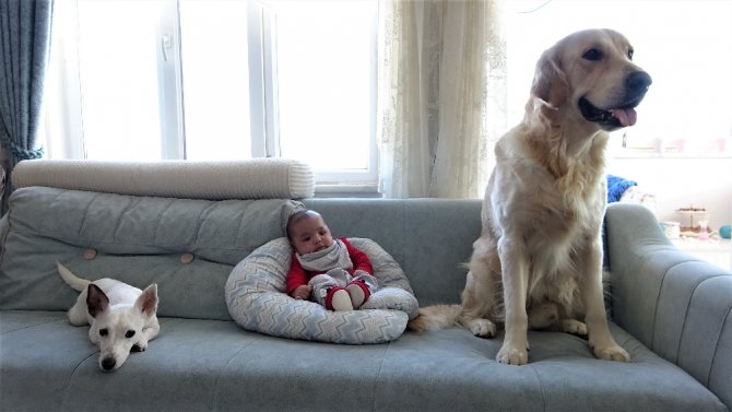 Köpek Yeni Doğan Bebeği Kimseyle Paylaşmıyor