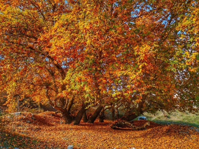 Tarihi Çınar Ağaçları Her Mevsim Ayrı Görsel Şölen Sunuyor