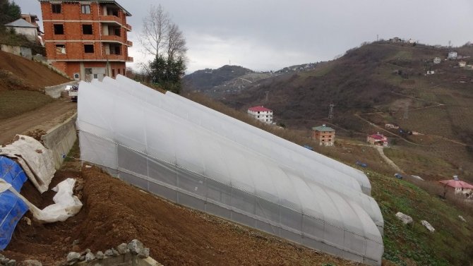 "Burada Tarım Olmaz" Dediler; Onlara İnat Başardı