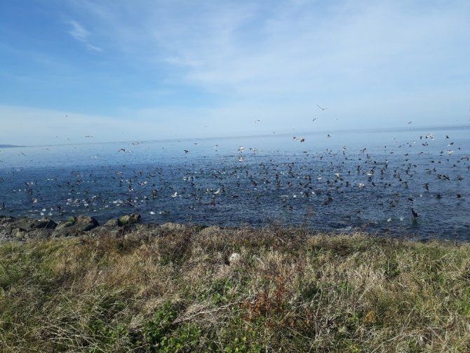Yüzlerce Martı Ve Karabatak Sahilde Göç Eden Balık Sürüsüne Böyle Saldırdı