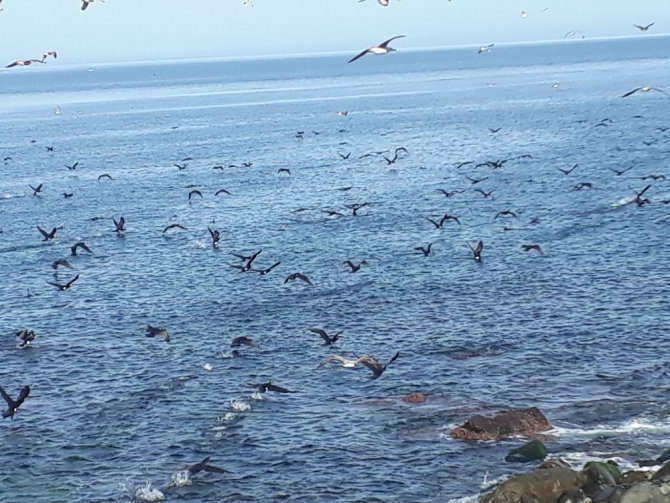 Yüzlerce Martı Ve Karabatak Sahilde Göç Eden Balık Sürüsüne Böyle Saldırdı