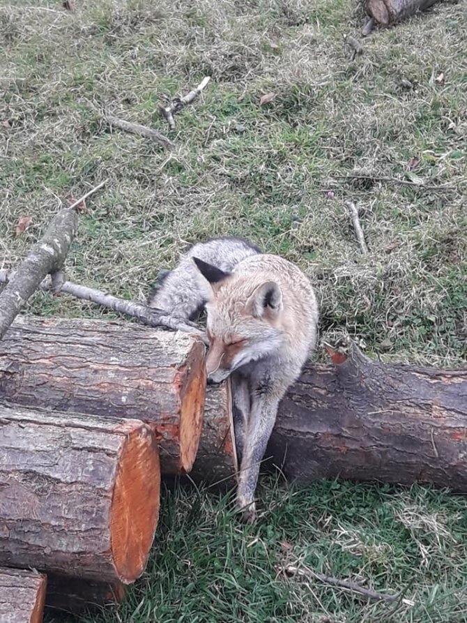 Tavuklarını Yiyen Yaralı Tilkiyi Öldürmek Yerine Milli Parklar’a Teslim Etti