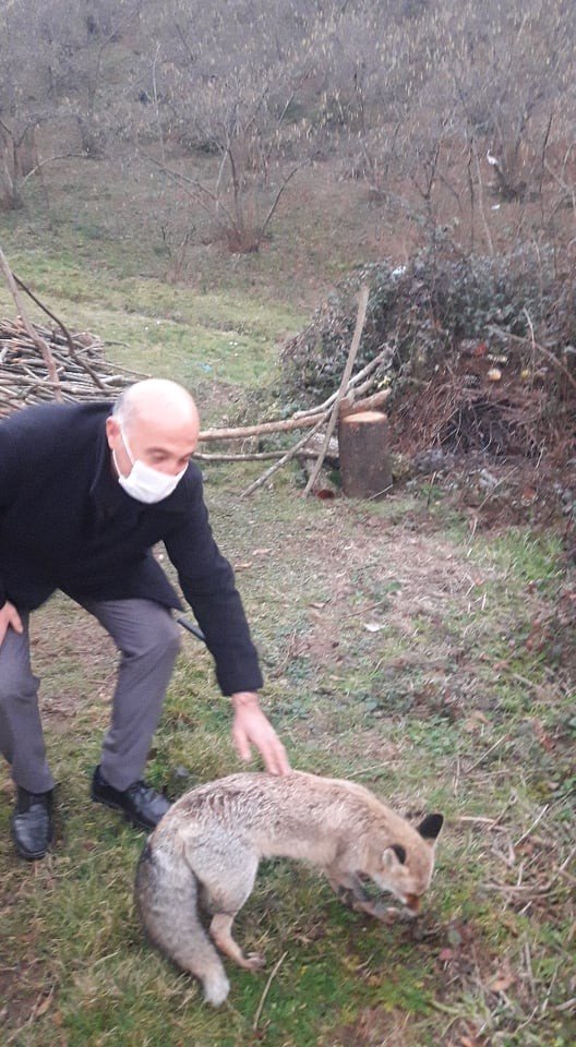 Tavuklarını Yiyen Yaralı Tilkiyi Öldürmek Yerine Milli Parklar’a Teslim Etti
