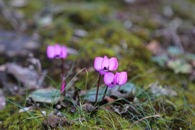 Artvin’de Baharın Habercisi Çiçekler Erken Açtı