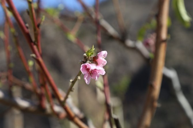 Artvin’de Baharın Habercisi Çiçekler Erken Açtı