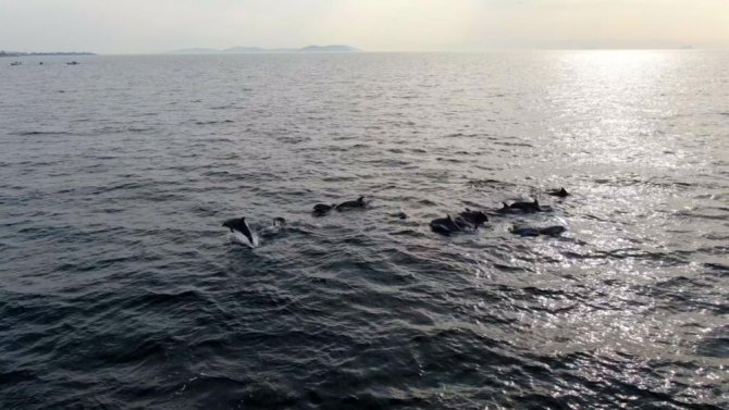 Faturası Yunuslara Çıkartılan Hamsi Yokluğunda Akademik İtiraz
