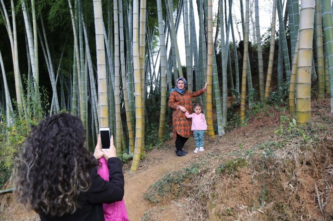 Dedesi Gürcistan’dan 25 Yıl Önce Getirdiği 4 Bambu Fidanını Evinin Bahçesine Dikti, İlgi Odağı Oldu