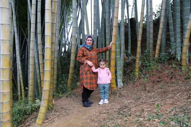 Dedesi Gürcistan’dan 25 Yıl Önce Getirdiği 4 Bambu Fidanını Evinin Bahçesine Dikti, İlgi Odağı Oldu