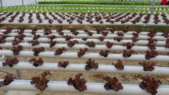 Pandemi Döneminde Köylere Yoğun Bir Şekilde Dönüşün Olması Tarıma Hareketlilik Getirdi