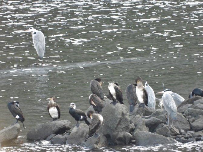 Yabani Kuşlar İçin Doğaya Yem Bırakıldı