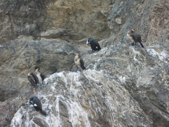 Yabani Kuşlar İçin Doğaya Yem Bırakıldı