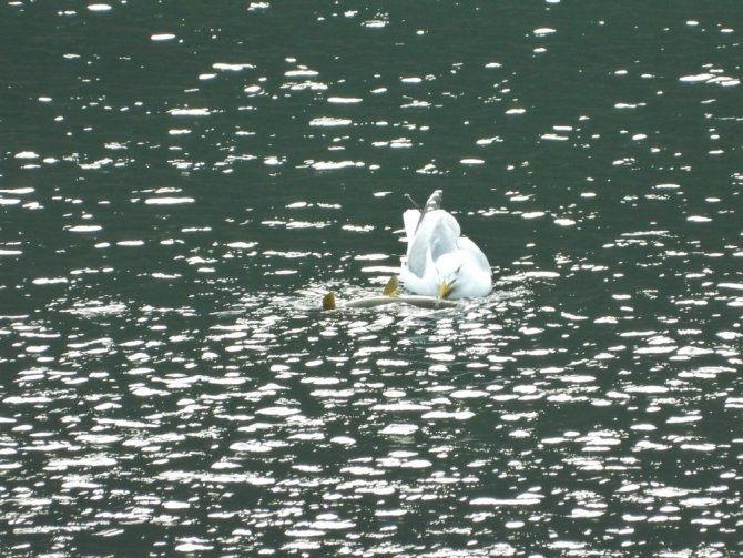 Yabani Kuşlar İçin Doğaya Yem Bırakıldı