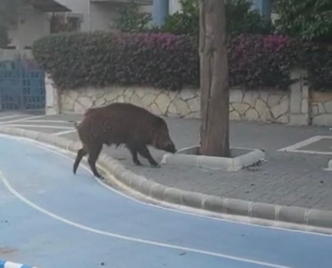 Prof. Dr. Şağdan Başkaya: “Artan Yaban Domuzları İçin Bilimsel Avlanma Planları Yapılmalı”