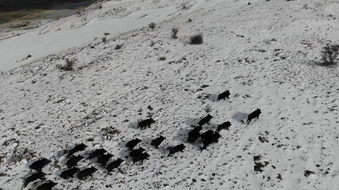 Prof. Dr. Şağdan Başkaya: “Artan Yaban Domuzları İçin Bilimsel Avlanma Planları Yapılmalı”
