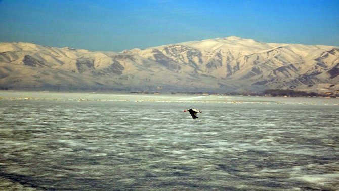 Kara Kışa Rağmen Ovayı Terk Etmeyen Leylek Şaşırttı