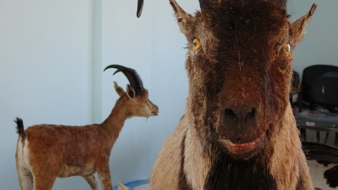 Nesli Tehlikede Olan Yaban Hayvanları Tahnitle Gelecek Nesillere Aktarılacak