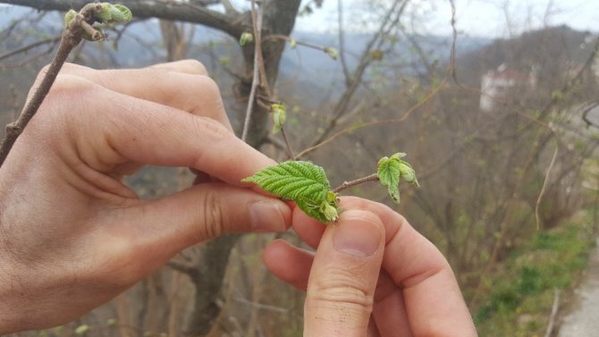 Fındık Üretcilerine Bir Don Uyarısı Da Ziraat Odaları’ndan